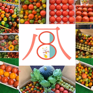 何が来るかは貴方の運次第♪黒木園芸の福トマト