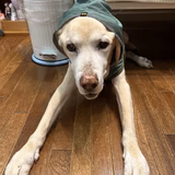 チャッピーのおウチ