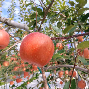 蜜いっぱい【こうとく】