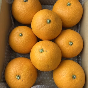 ✨️感謝セール✨️限定2箱。かわいい甘夏。農薬不使用栽培。