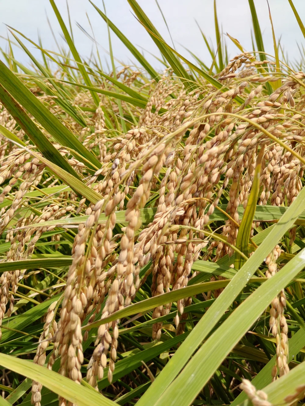 【 無農薬・コシヒカリ玄米】令和4年産 有機質肥料栽培