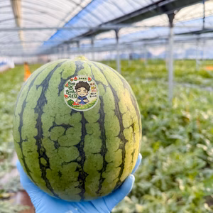 最初に実る特別な甘さのご褒美スイカ｜すいか・ピノガール2玉