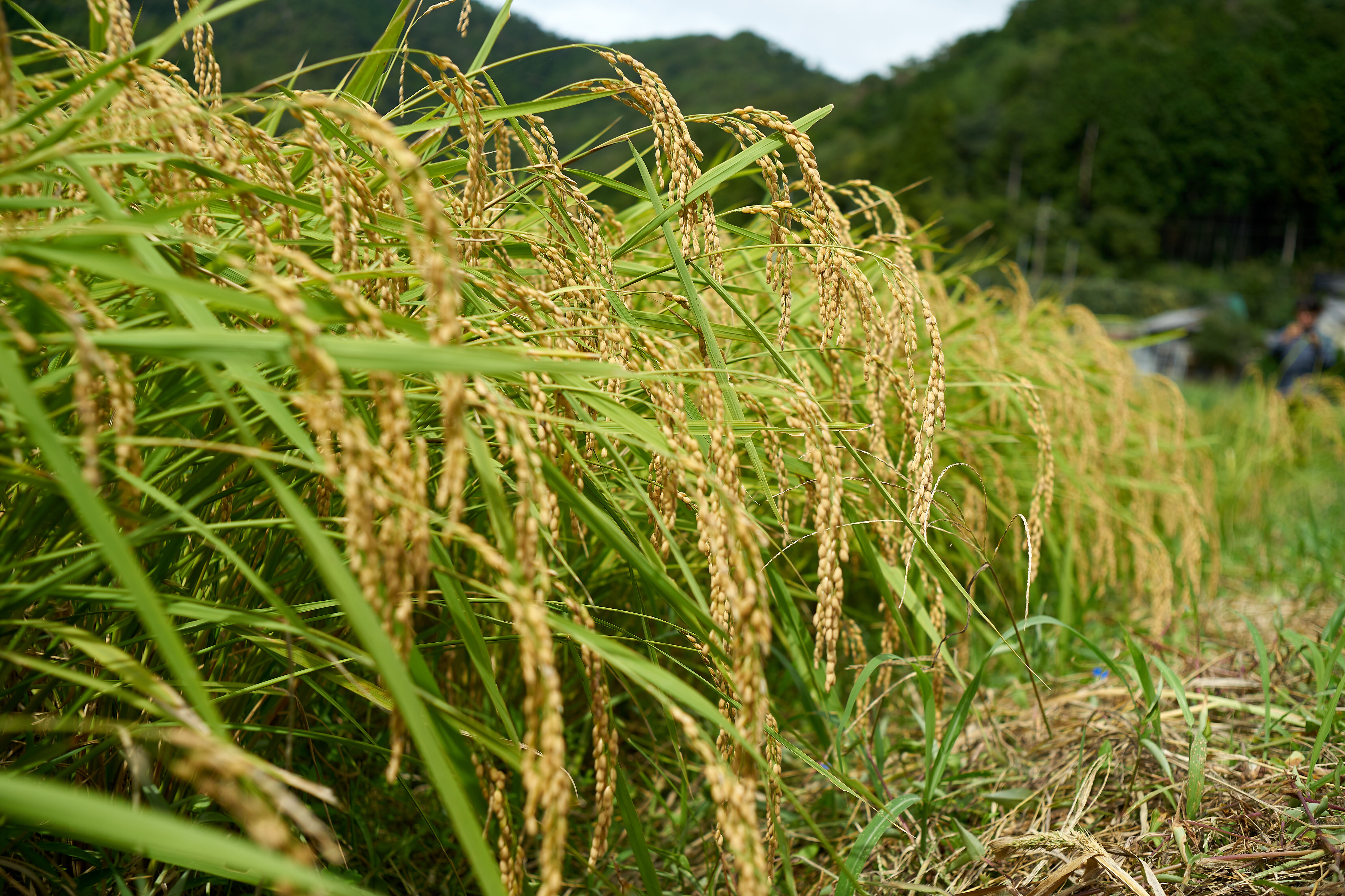 清流育ち 兵庫県丹波篠山米 玄米30kg✕2袋(減農薬,減化学肥料栽培