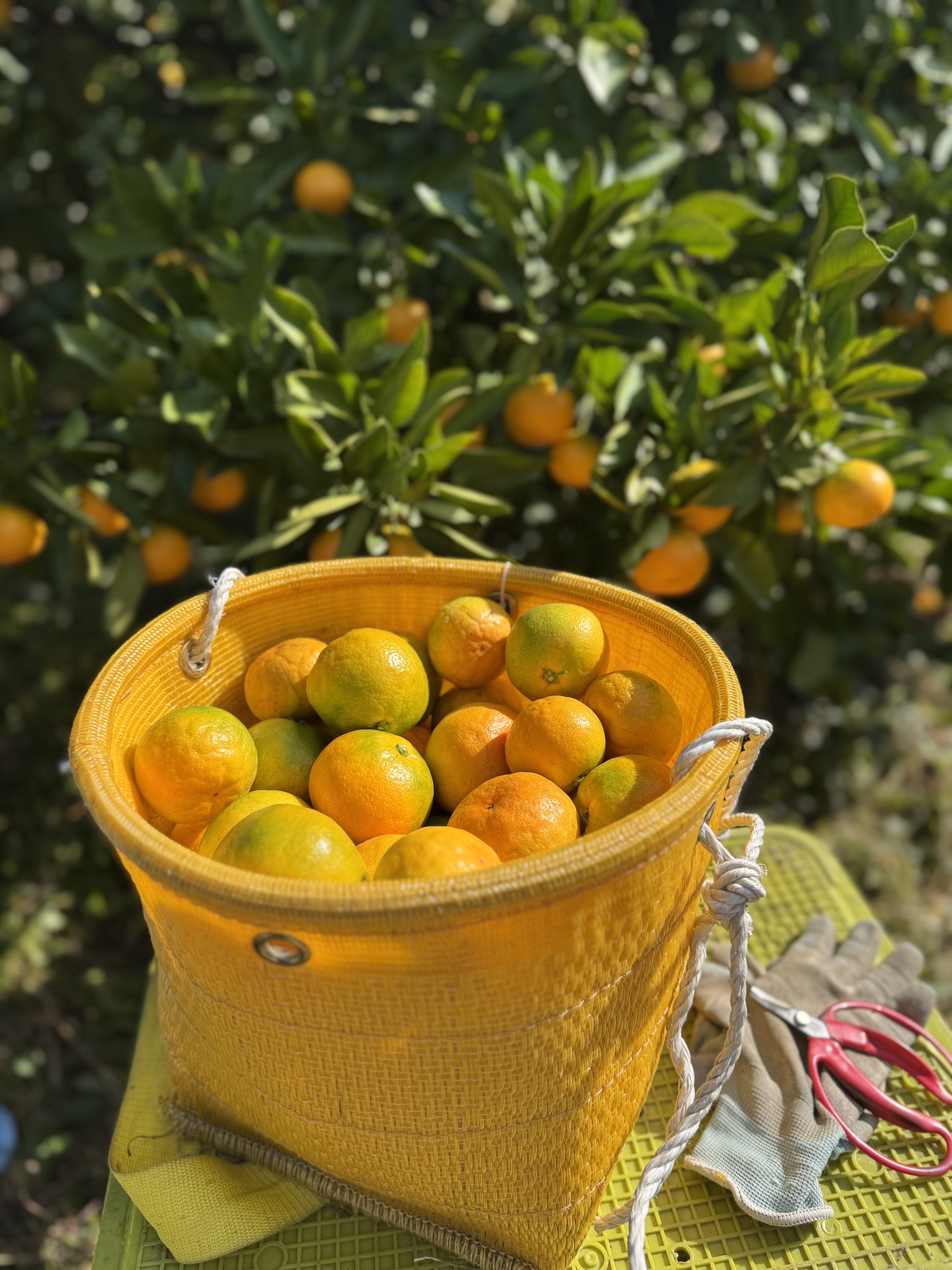 専用♥感謝特価❤みかん♥もちぷに♥規格外…大きなブランケット☆Ｗボアケット⭐ 専用♥感謝特価❤みかん♥もちぷに♥規格外…大きなブランケット☆W