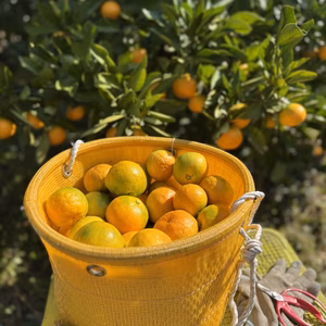 【また旅みかん】完熟ゆら早生S.Mサイズ♪【有田みかん】