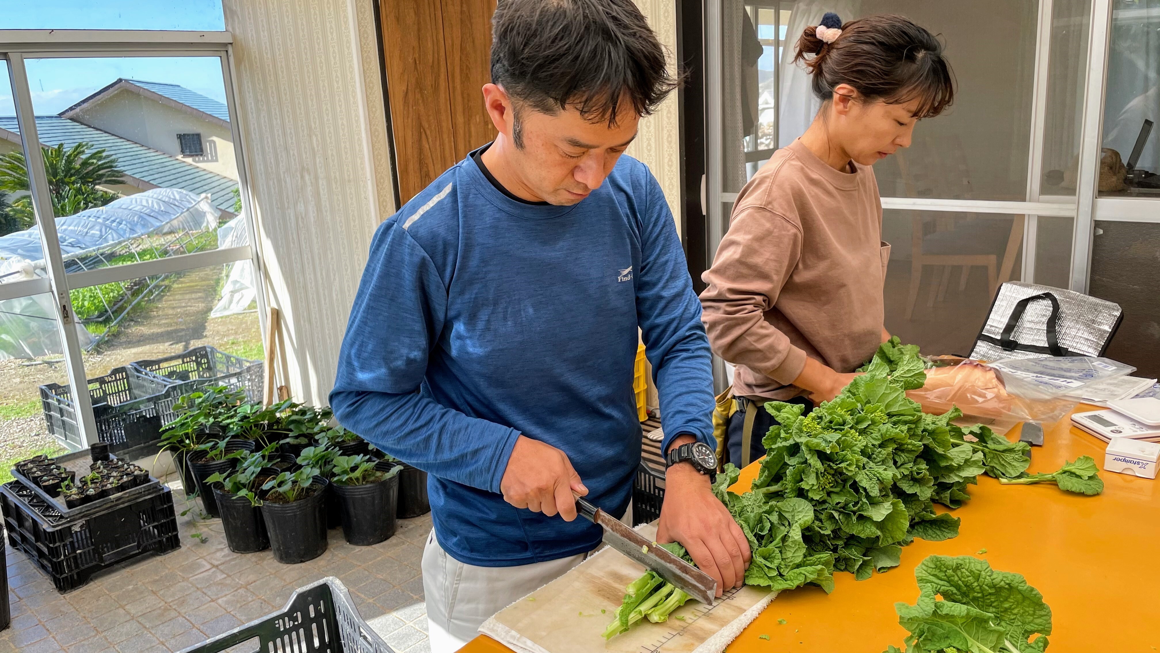 南房総産 菜花 産地直送 新鮮野菜 菜の花