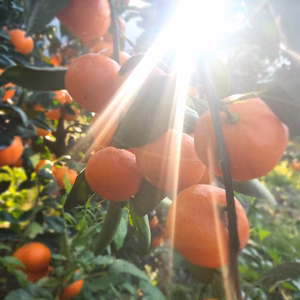 パンチの効いた酸味のある　ゲリラセールみかん‼️　　お客様に応えて