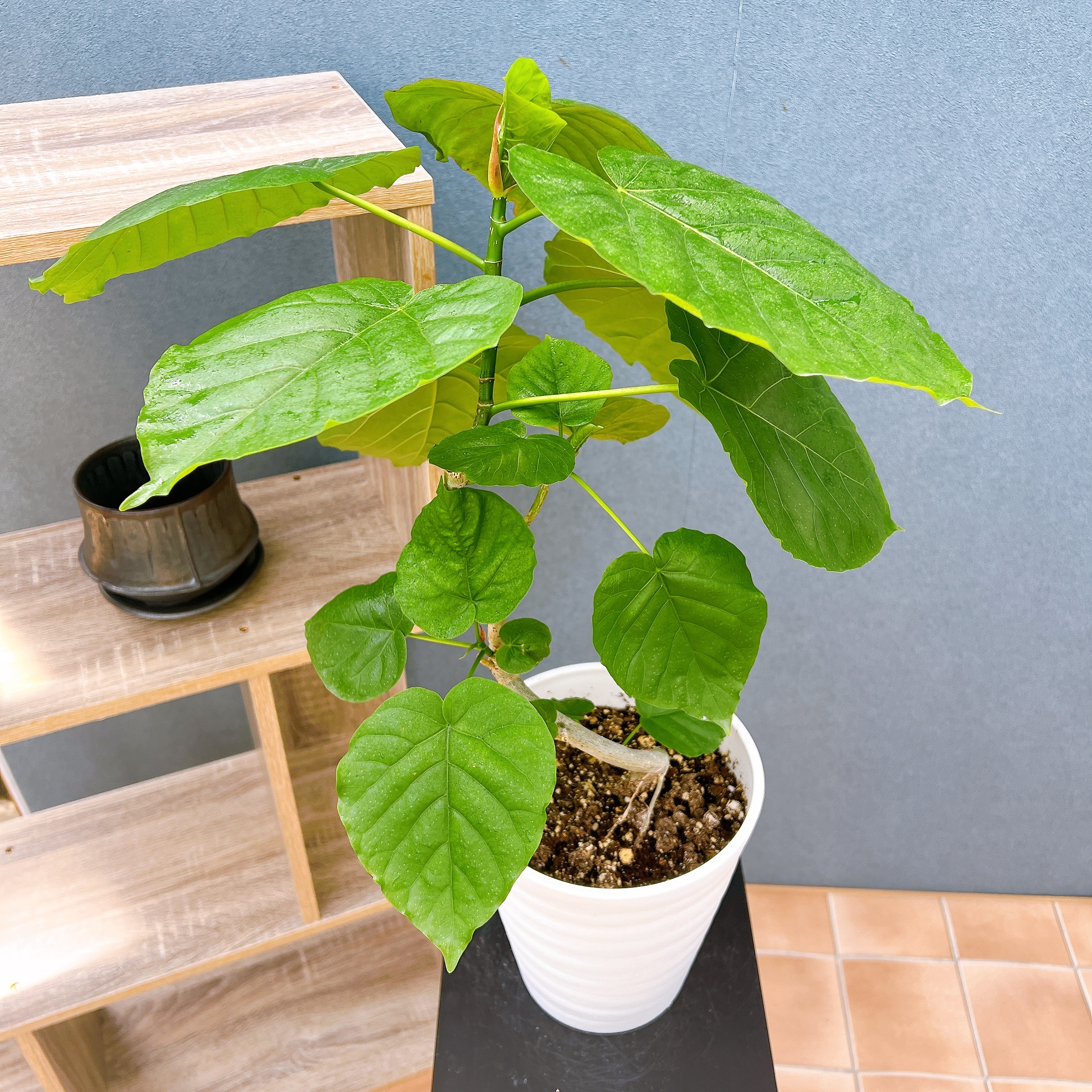 フィカス グランディス 曲がり 1 ☆希少☆ 観葉植物 室内 大型