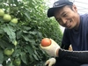 【加工用】桃太郎トマト4kg・8kg