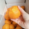 残り4箱のみ　瀬戸内段々柑橘3種高級せとかも入ってはるか不知火併せて5kg
