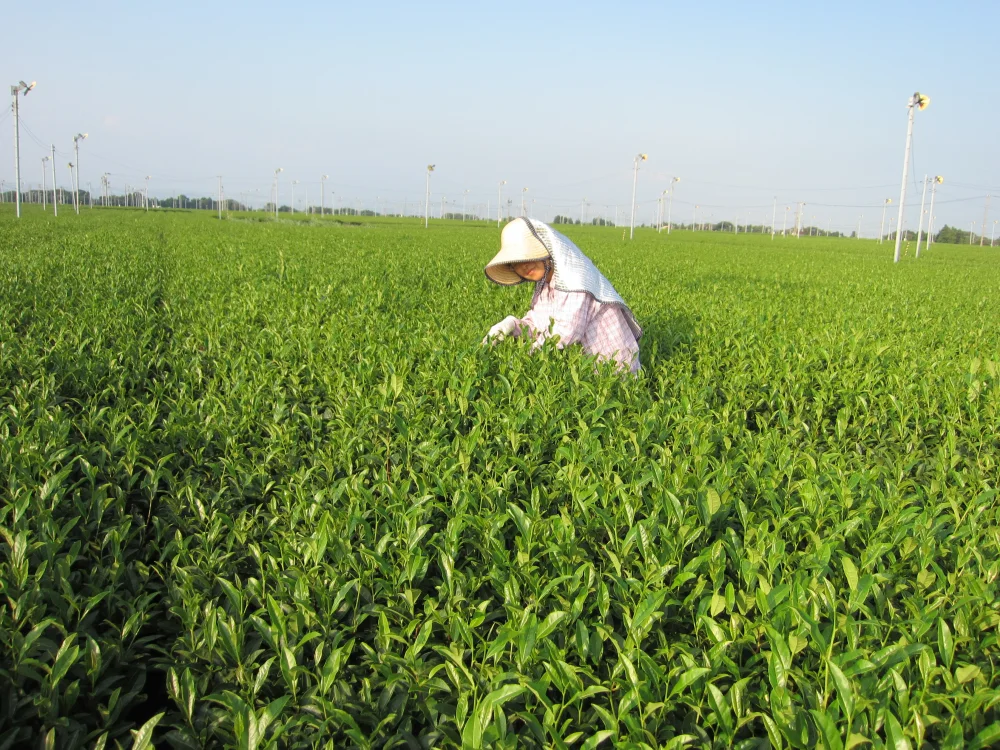 旨みたっぷりの良質な茎「かりがね」焙煎茎茶です。