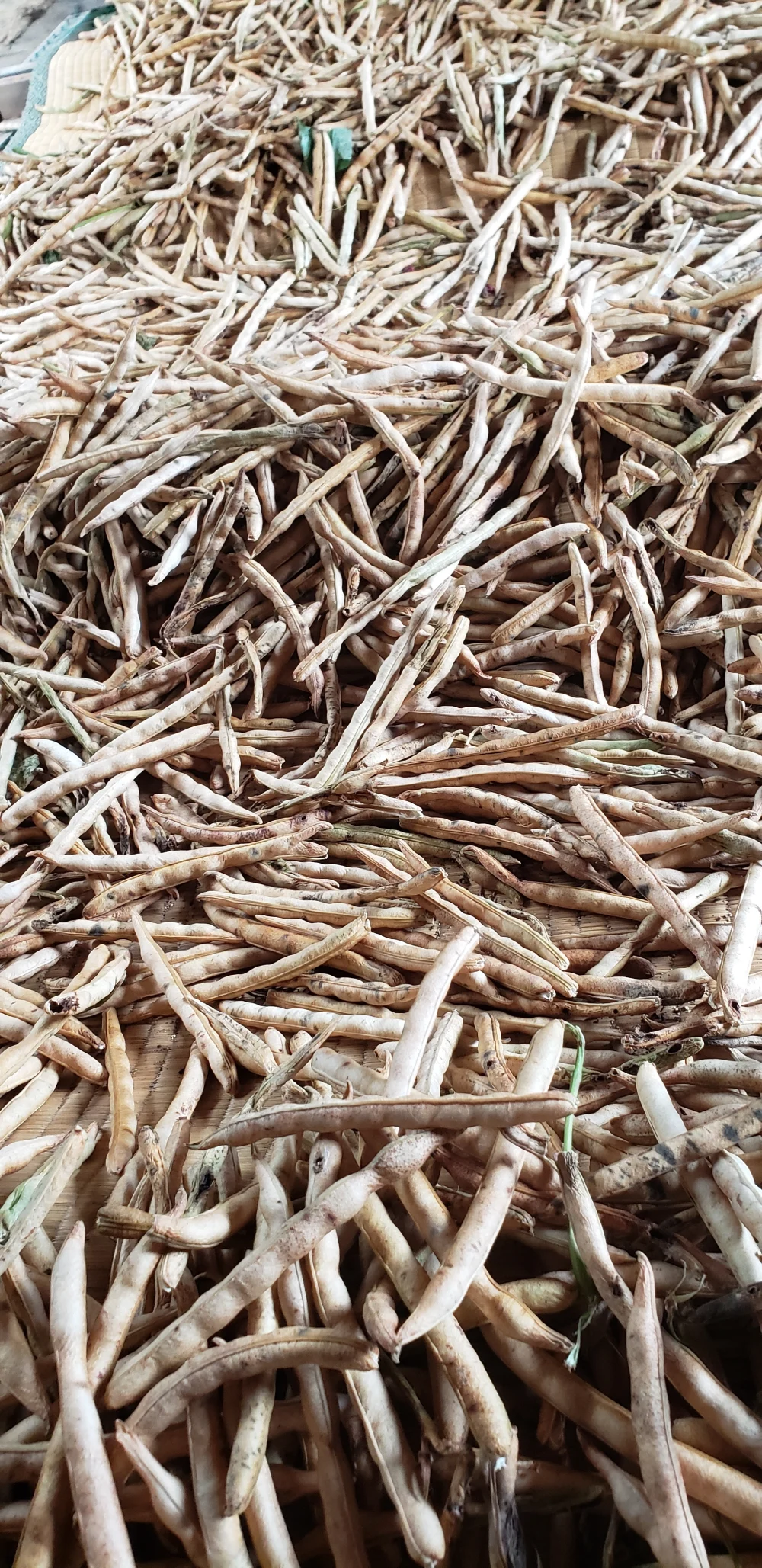 大納言と白小豆　500g 新豆(250ｇ×２）