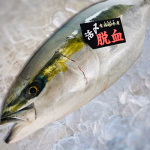 2026 天然ブリ　10kg前後