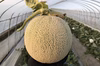 【数量限定‼︎】熊本県産アンデスメロン！