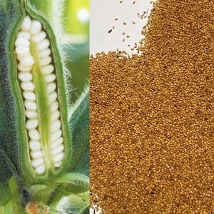 令和6年度産 茨城県産 金ごま