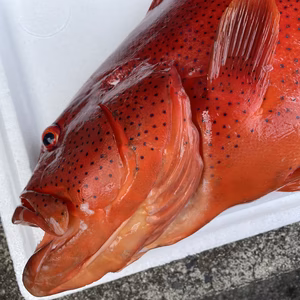 【魚突き】動画あり　しまさん様専用スジアラ6.8kg 鱗、内臓処理済