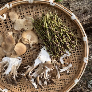 秋の美味しさセット　天然舞茸・天然平茸・ミズの実　