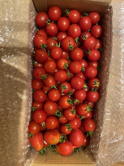 スーパーでは手に入らない高糖度ミニトマトほのか 糖度８以上農薬化学肥料不使用 農家漁師から産地直送の通販 ポケットマルシェ