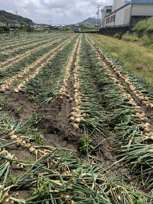 ハルソラファーム