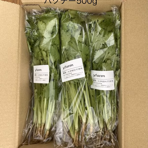 送料無料‼️パクチー500g【栽培中　農薬・化学肥料不使用】