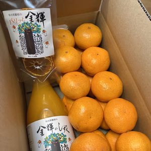 【福袋2023】新春限定価格！糖度１２度以上厳選みかんづくしセット