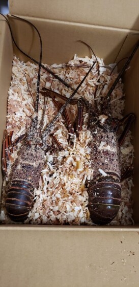 環マルの通販 彌重 量さん 農家漁師から産地直送の通販 ポケットマルシェ