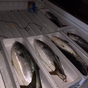 山口県産天然ブリ 冷凍加工済み お買い得です！