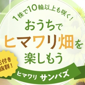 毎年人気のミニ向日葵★サンバスブーケ仕立て10・5センチ仕立て