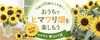 毎年人気のミニ向日葵★サンバスブーケ仕立て10・5センチ仕立て