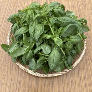 ✨スイートバジル500g✨栽培中　農薬・化学肥料不使用‼️