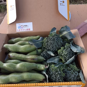 一寸そら豆＆スナップエンドウのセット❣　3点限り❕