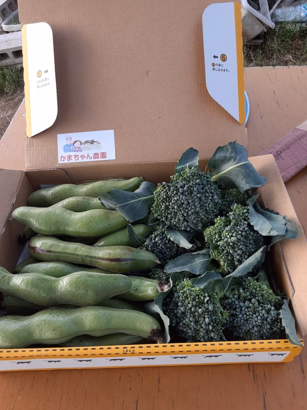 一寸そら豆＆スナップエンドウのセット❣　3点限り❕