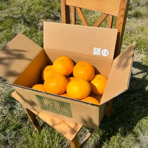 木なりジューシー！オーガニックあまなつ4Kg/2L・3Lサイズ10玉 和歌山県産