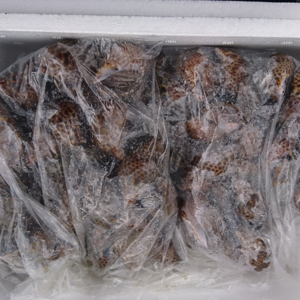値下げ 本バイ貝 黒バイ 生きたまま発送 2キロ箱 漁に出られ次第の発送 農家漁師直送のポケットマルシェ