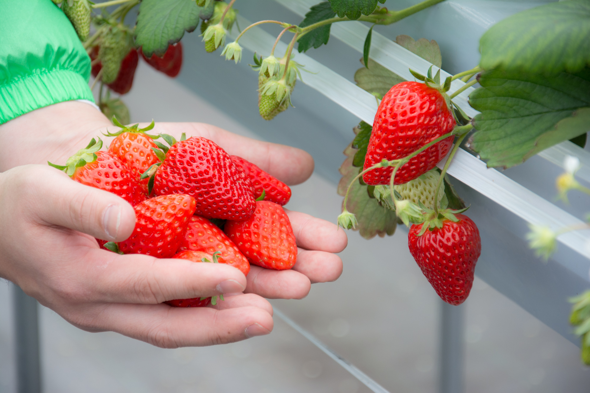 兵庫県三田市｜かさやいちご園｜中西 郁さんの生産者プロフィール