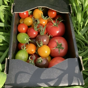 ギフトに！農薬不使用！大玉トマト&カラフルミニトマト