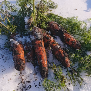 お買い得！【大きめサイズ】甘み極上の雪下人参「灯かり」