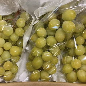 大人気！シャインマスカット　1.2キロ　※傷あり　家庭用　