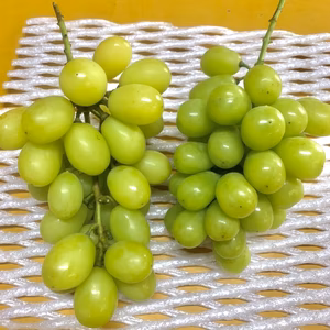 もぎたてシャインマスカット 家庭用2kg詰　ふくおかエコ農産物認証！