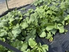 ナチュラルシーズンBOX【定期便 月1回】