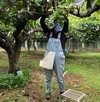 施設栽培・新高梨　9月上旬～中旬頃～　ご家庭用の梨　5玉～9玉　5キロ箱