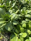 中国野菜・ミニ青梗菜
