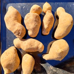 【訳あり】信州産 メークイーン5kg / 農薬・化学肥料 不使用