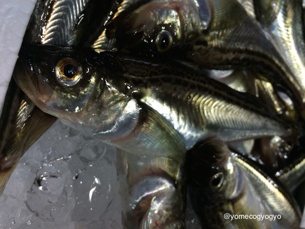 pics_05_20151103124011366