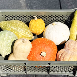 【食べ比べ】カボチャセット！