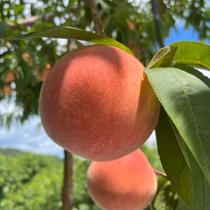 《予約商品》8月下旬 川中島白桃 3キロ箱 7玉～12玉 長野県産