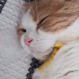 ふうちゃんのママ