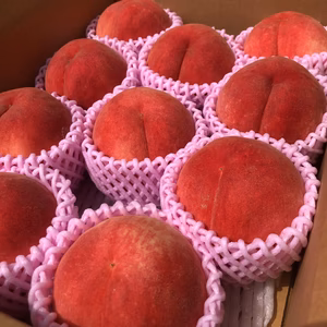 一度食べたらやめられない桃！硬くて甘い桃　山形県産　美春白桃　人気爆発中　　