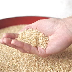 玄米が好きになる玄米　化学肥料不使用　きらほ玄米