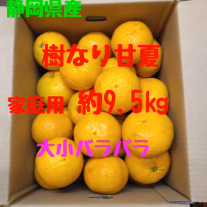 静岡県産　樹なり甘夏　家庭用　約9.5㎏